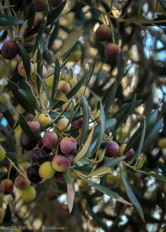 מלון טמפלטון The Eden House Vineyard מראה חיצוני תמונה
