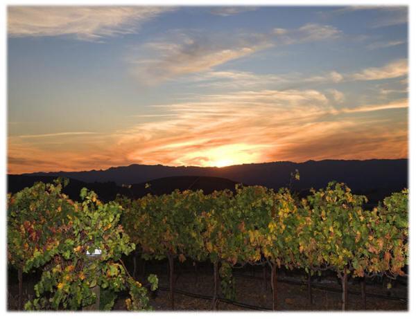 מלון טמפלטון The Eden House Vineyard מראה חיצוני תמונה