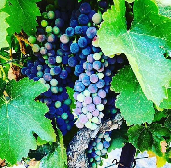 מלון טמפלטון The Eden House Vineyard מראה חיצוני תמונה