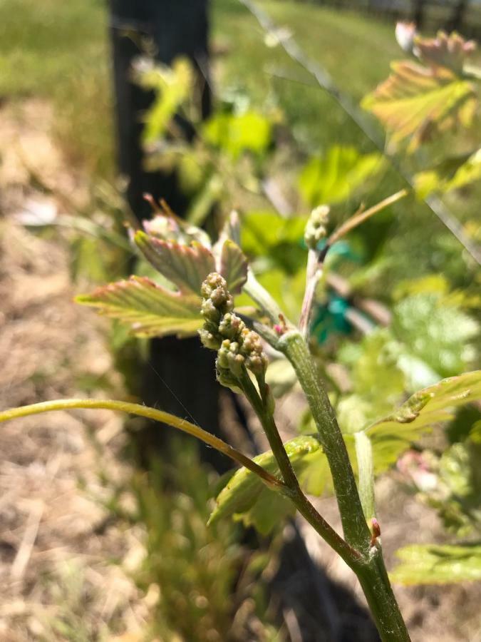 מלון טמפלטון The Eden House Vineyard מראה חיצוני תמונה